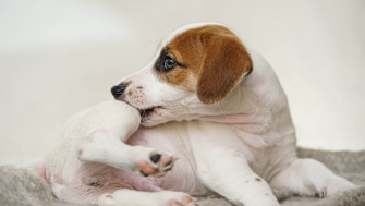 Alergiile câinilor - Cauze și simptome