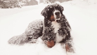 Cum faci plimbările de iarnă sigure și plăcute pentru câinele tău