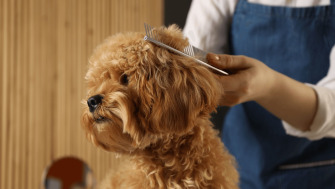 Cum să ai grijă de blana câinelui pe timp de iarnă