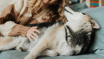 8 lucruri pe care doar stăpânii de câini le înțeleg