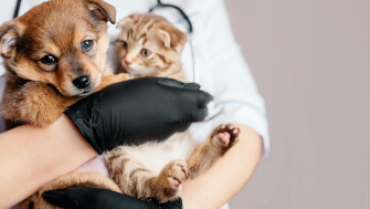Cum ne informează animalele de companie că nu se simt bine?