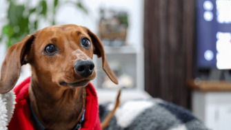 7 greșeli care pot scurta durata de viață a unui câine