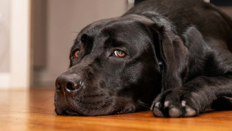 Stresul si anxietatea canina
