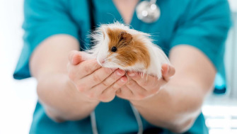 6 probleme ale hamsterilor