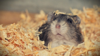 Sfaturi pentru un hamster sănătos și fericit