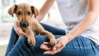 Top 5 motive pentru care este mai bine sa adopti decat sa cumperi un animal de companie
