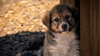 Cum ajuți un câine adoptat să se integreze în noua familie