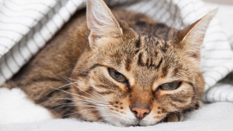 Bronsita felina - afectiune respiratorie des intalnita la pisici