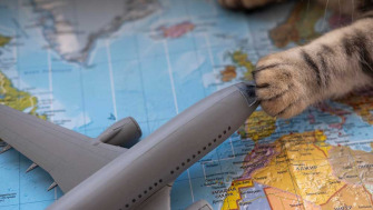 Ce trebuie sa stii despre transportul pisicii cu avionul