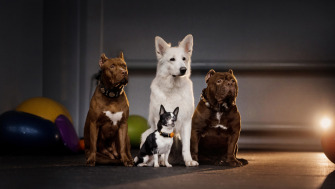 9 dintre cele mai frumoase rase de câini în funcție de talie