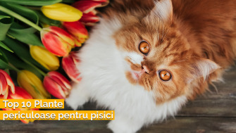 Top 10 plante periculoase pentru pisici
