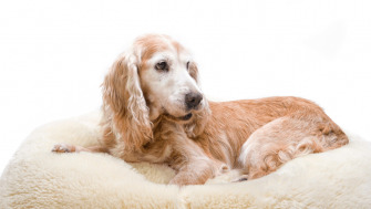 Artrita la câini - Ce trebuie să știi și cum îți poți susține patrupedul