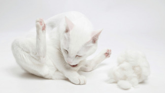 De ce pică blana pisicilor