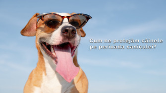 Cum ne protejăm câinele de caniculă?