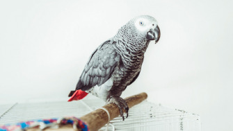 Papagalul Jako - Un companion inteligent, vorbitor și plin de viață