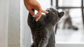 De la mirosuri îndrăgite de pisici, la mirosuri pe care le evită