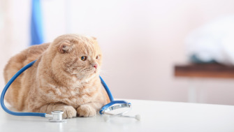 Pisicile și frica de medicul veterinar. Cum să-ți ajuți felina