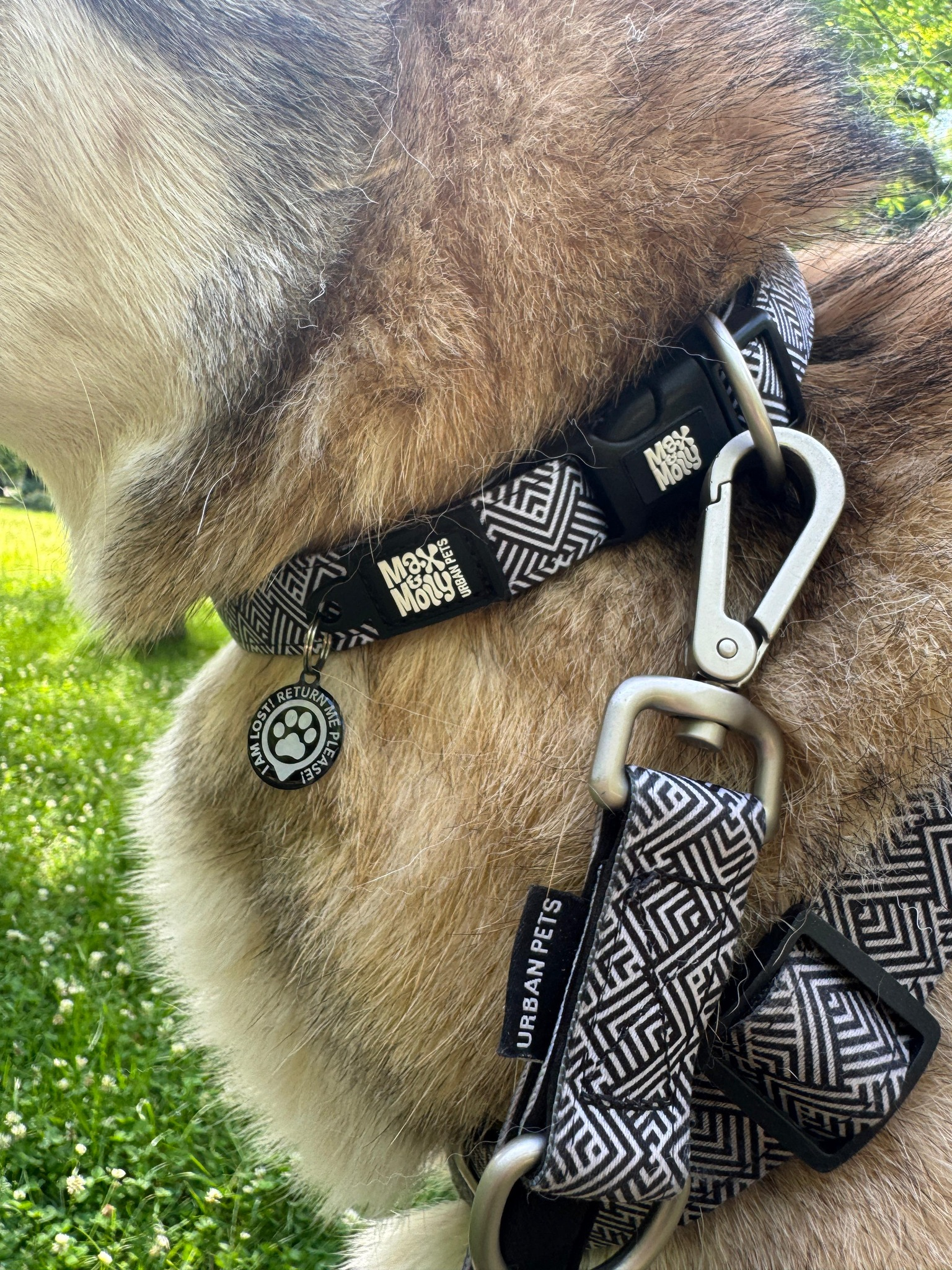 Zgardă Max & Molly Smart ID - Mykonos Black (lifestyle 2)