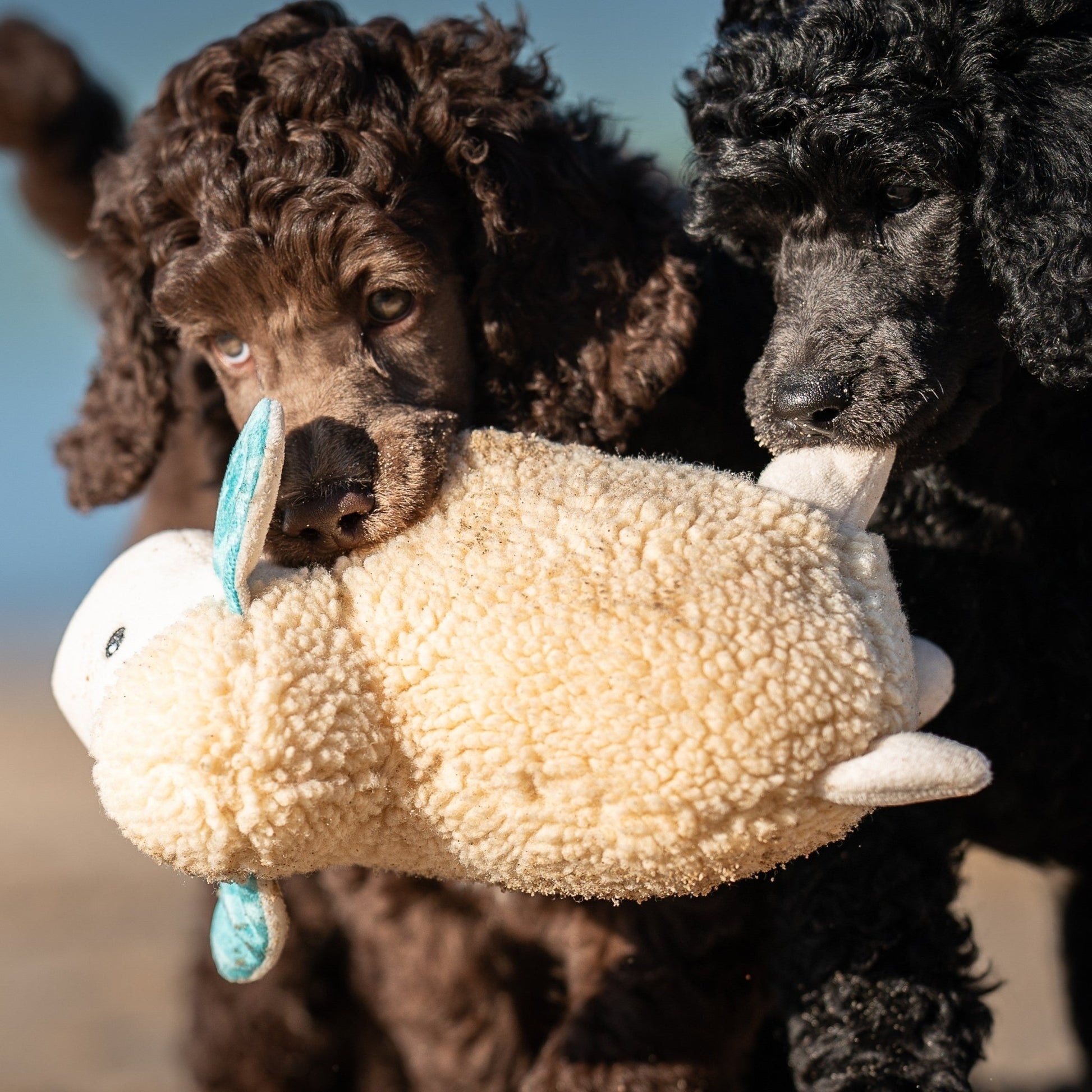 Jucărie Max & Molly Huggles - Sheep Barbara (lifestyle 1)