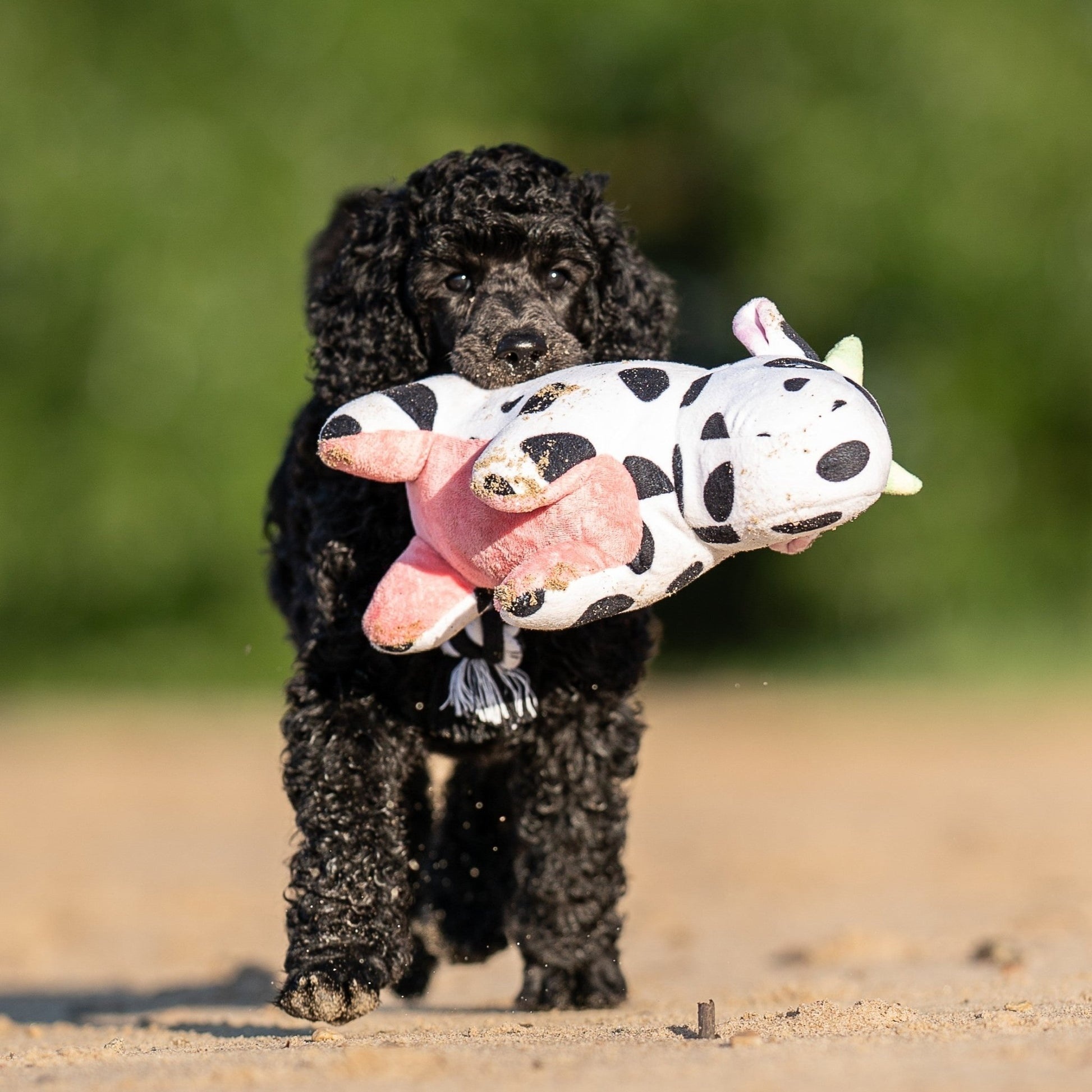 Jucărie Max & Molly Huggles - Cow Claire (imagine 2)