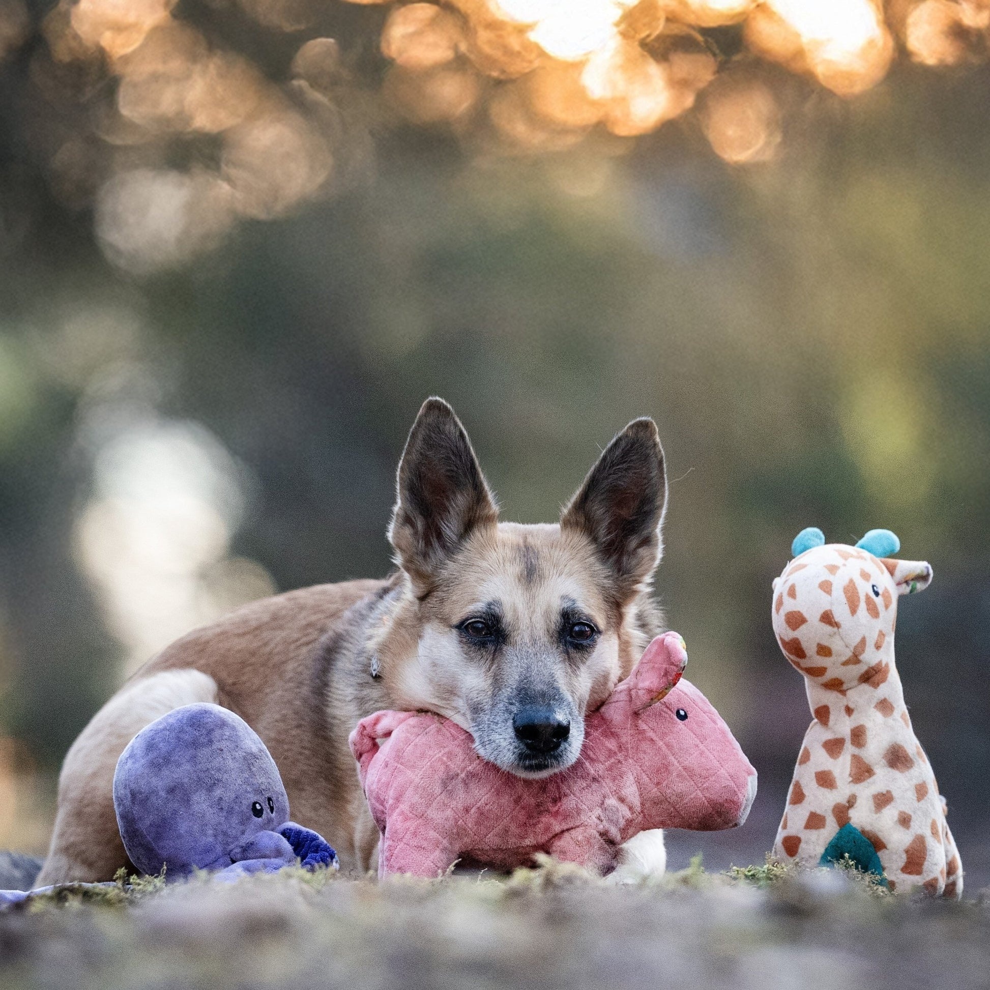 Jucărie Max & Molly Huggles - Giraffe Jerry (lifestyle 4)