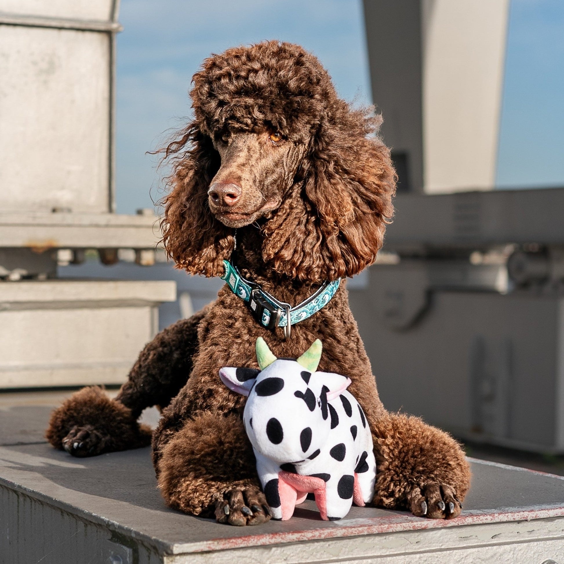 Jucărie Max & Molly Huggles - Cow Claire (lifestyle 1)