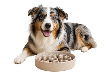 Castroane | Adapatori