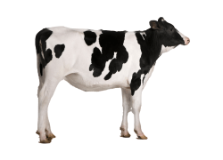 Ovine | Bovine