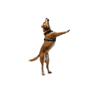 Ham Front Range Flex Ruffwear - L-XL - Deep Teal - Img 4