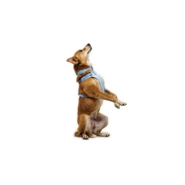 Ham Front Range Flex Ruffwear - M - Polar Blue - Img 5