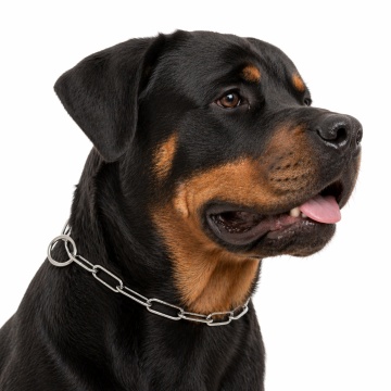 Zgarda dresaj, veriga lunga - 65cm