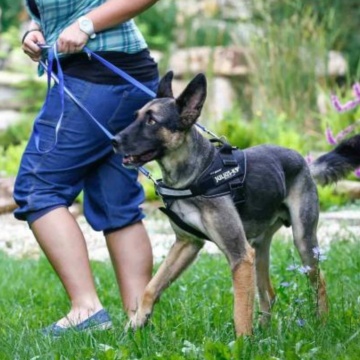 Curea Y cu inel pentru fixare ham J-K9 Power - Mar. 3-4 - Img 6