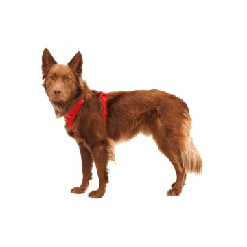 Ham Front Range Ruffwear - XXS - Red Canyon - Img 3