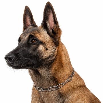 Zgarda dresaj, veriga lunga - 60cm