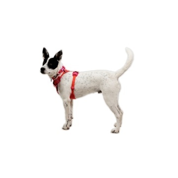 Ham Front Range Flex Ruffwear - S - Rose Violet - Img 5