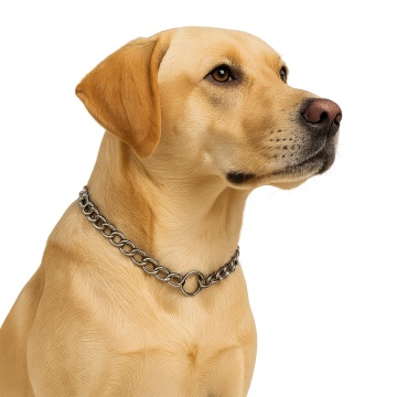 Zgarda metal, scarita - 45cm