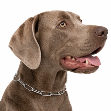 Zgarda dresaj, veriga lunga - 70cm