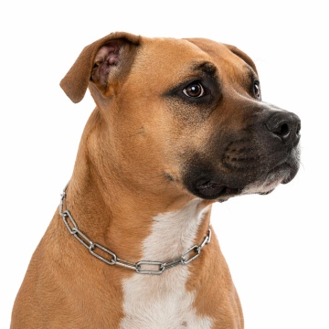 Zgarda dresaj, veriga lunga - 50cm