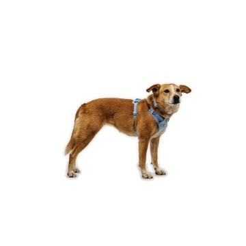 Ham Front Range Flex Ruffwear - M - Polar Blue - Img 4