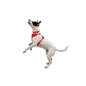 Ham Front Range Flex Ruffwear - S - Rose Violet - Img 6