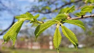 Ulm alunecos (Slippery Elm): Remediul natural pentru o digestie liniștită