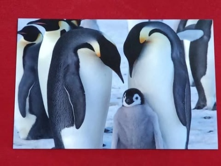 Antarctica 2016 - vedere necirculata - Img 2