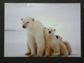 Antarctica 2016 - vedere necirculata