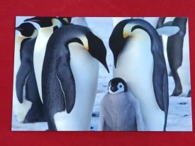 Antarctica 2016 - vedere necirculata - Img 2
