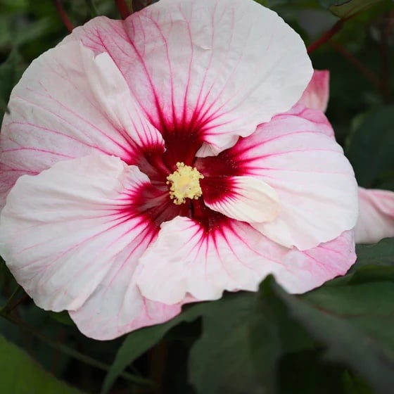 Hibiscus moscheutos Summerific Perfect Storm