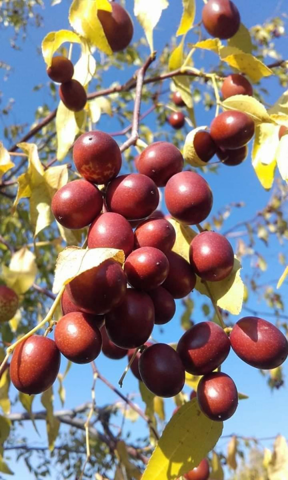 Curmalul Chinezesc ,ziziphus Jujuba Frutto Grande 70-90 Cm