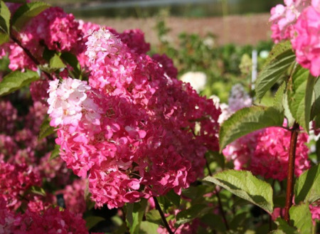 Hortensia paniculata Fraise Melba - Img 2