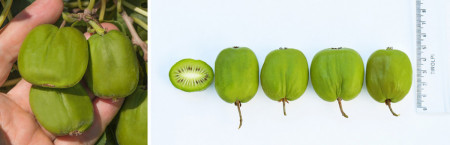 Mini kiwi Chang by Giant ( FEMELA) - Img 2