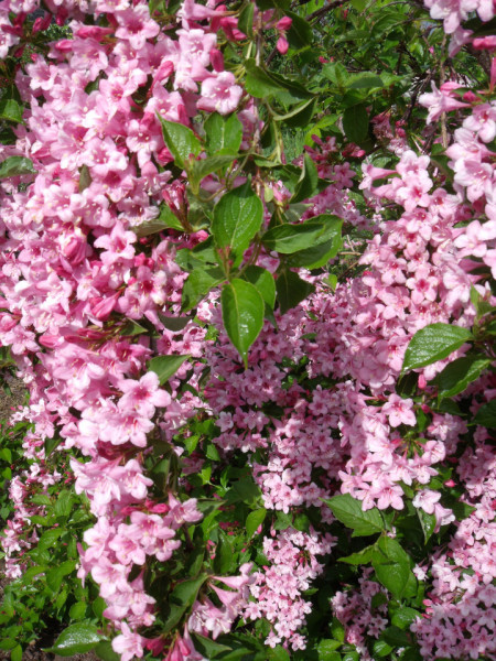 Weigela florida Rosea 50-70 cm - Img 3