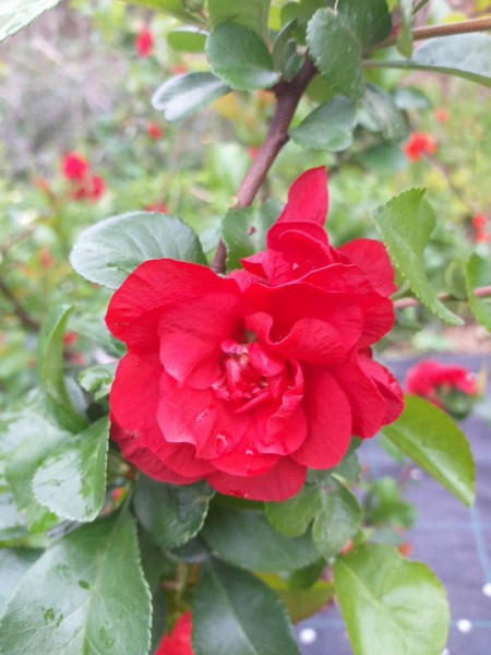CHAENOMELES SPECIOSA SCARLET STORM 100-120 CM - Img 3